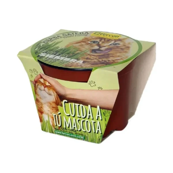 Pasto Gatuno Hierba Masticable Siembra Cuida Y Protege